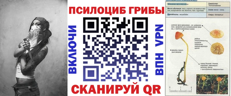 дарнет шоп Короча Галлюциногенные грибы Psilocybine cubensis
